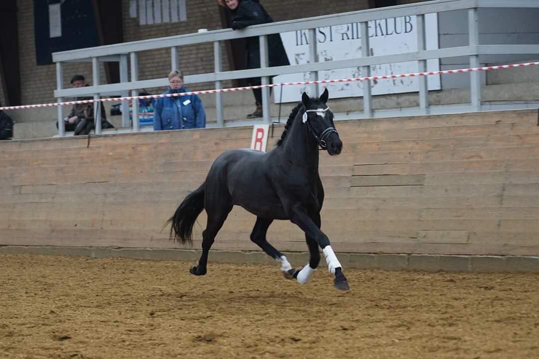 DSP Brilliant-Lau billede 11