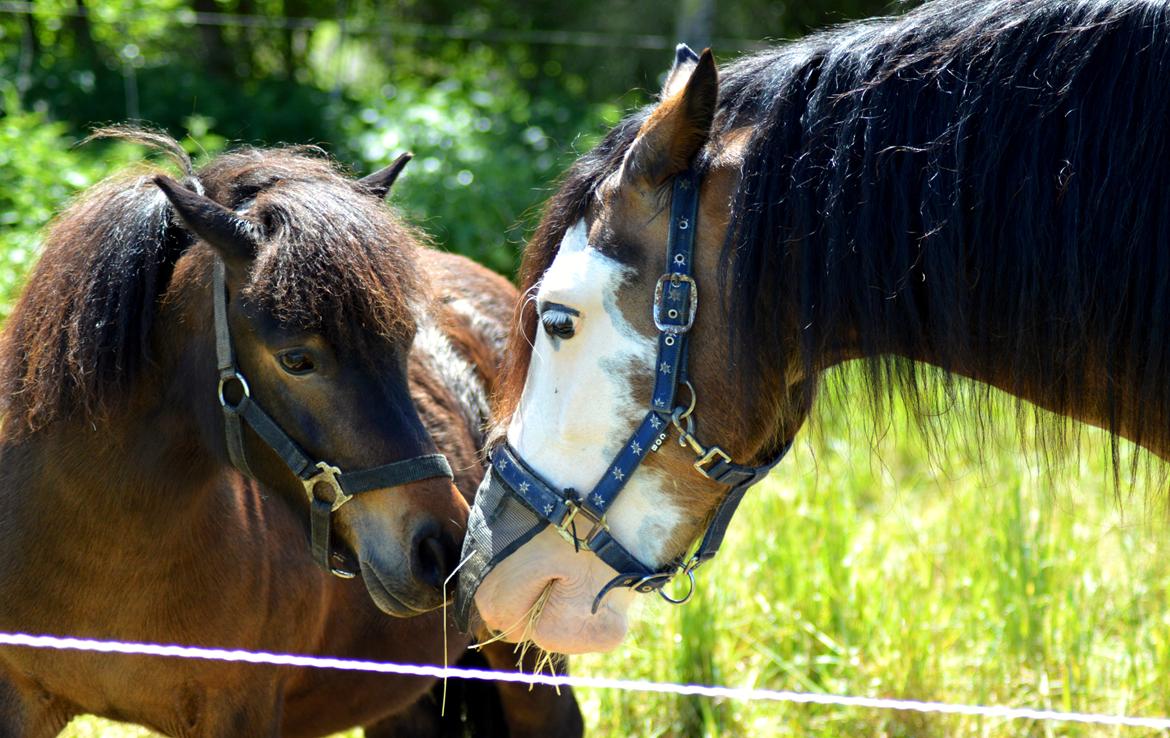 Welsh Cob (sec D) Bøgehøj's Miss Jardore billede 2