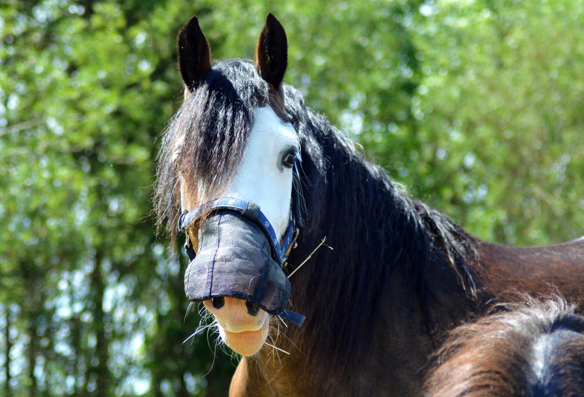 Welsh Cob (sec D) Bøgehøj's Miss Jardore billede 11