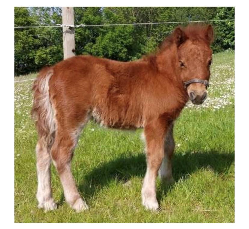 Shetlænder | Tusindfryds Allie billede 1