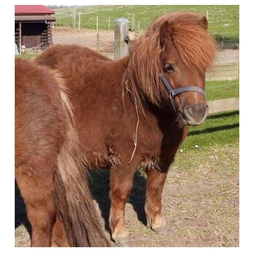 Shetlænder | Tusindfryds Allie billede 4