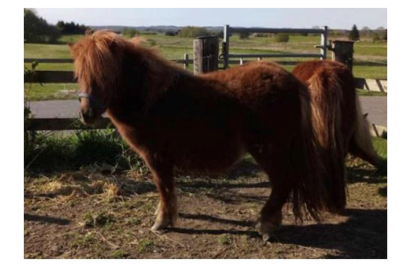 Shetlænder | Tusindfryds Allie billede 5