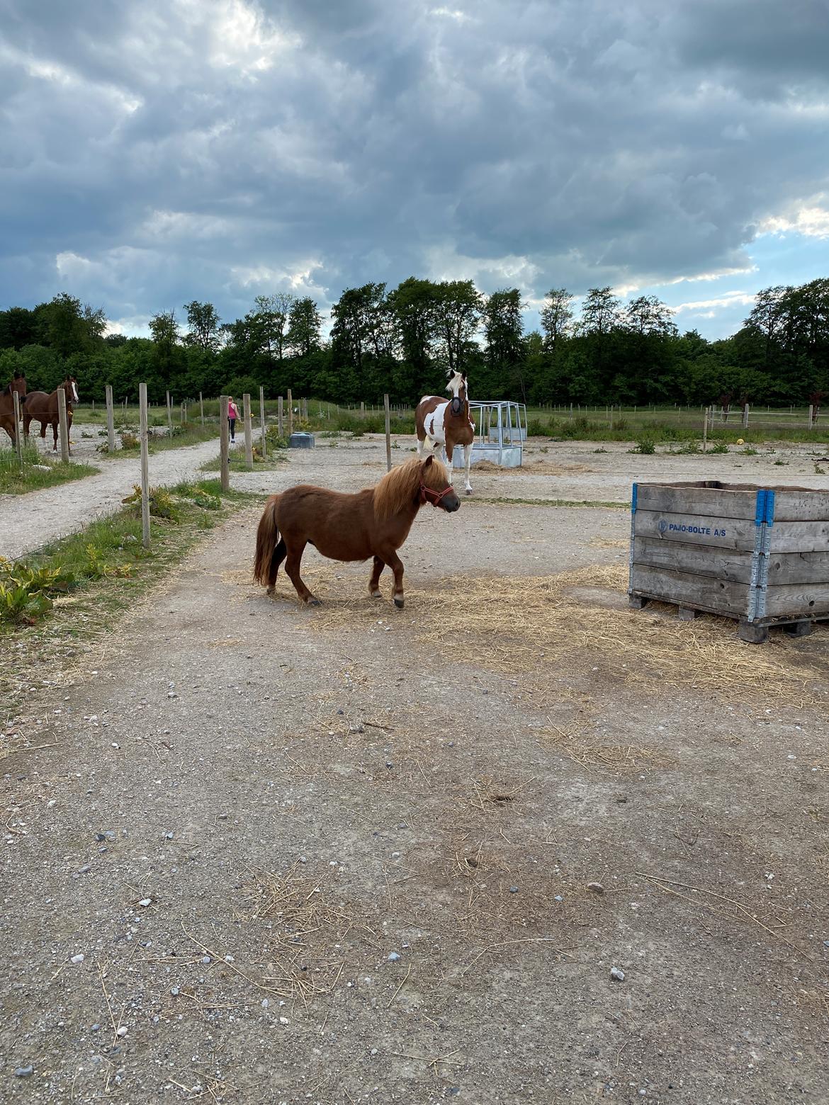 Shetlænder | Tusindfryds Allie billede 6
