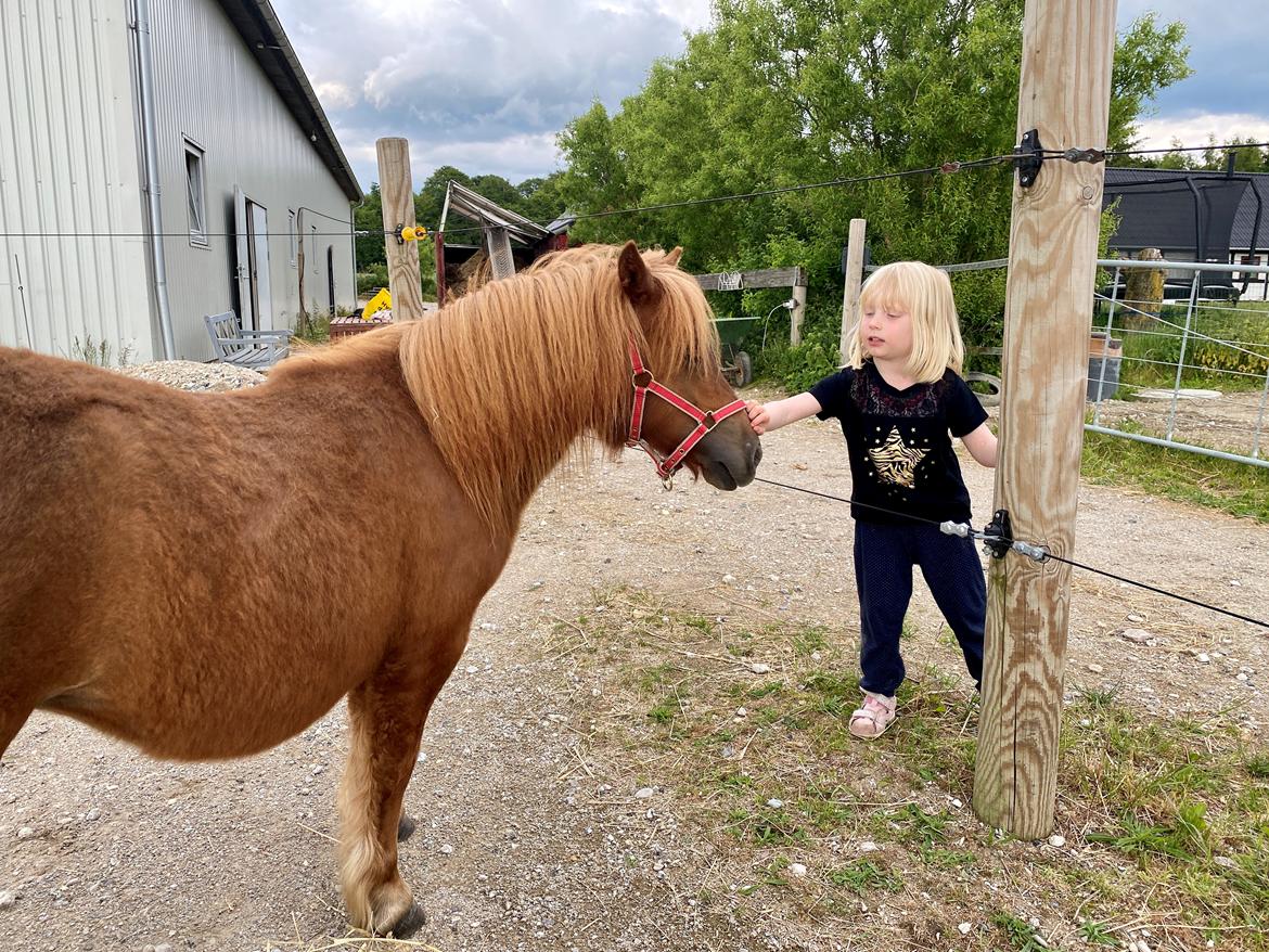 Shetlænder | Tusindfryds Allie billede 7