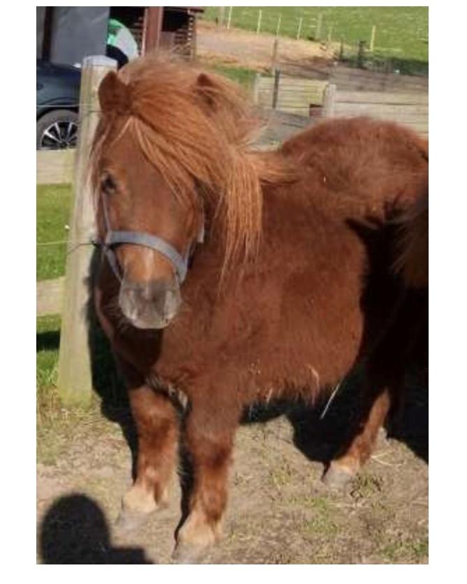 Shetlænder | Tusindfryds Allie billede 3