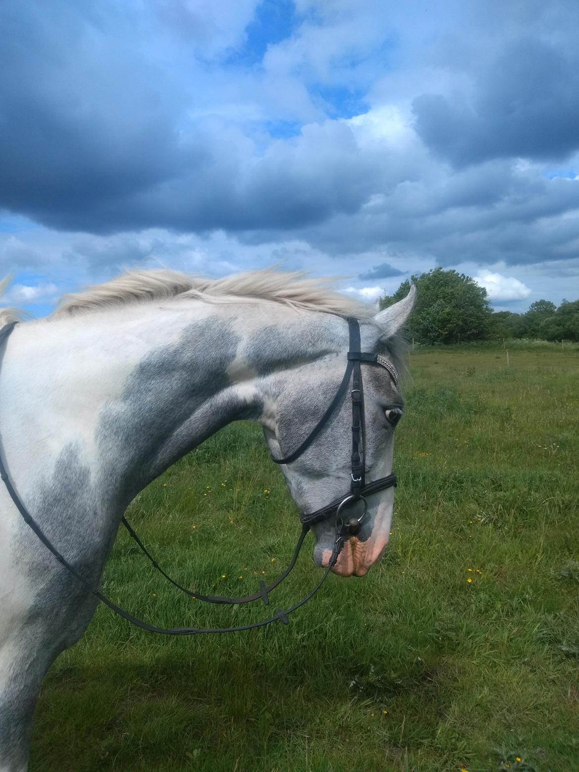 Anden særlig race Bagera billede 14