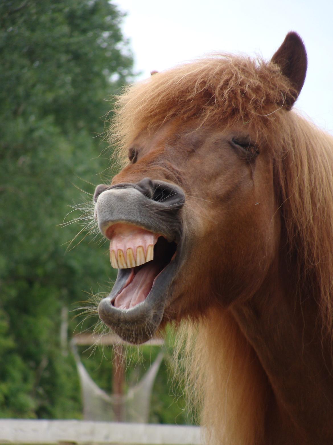 Islænder Skutla fra Anglesey billede 20