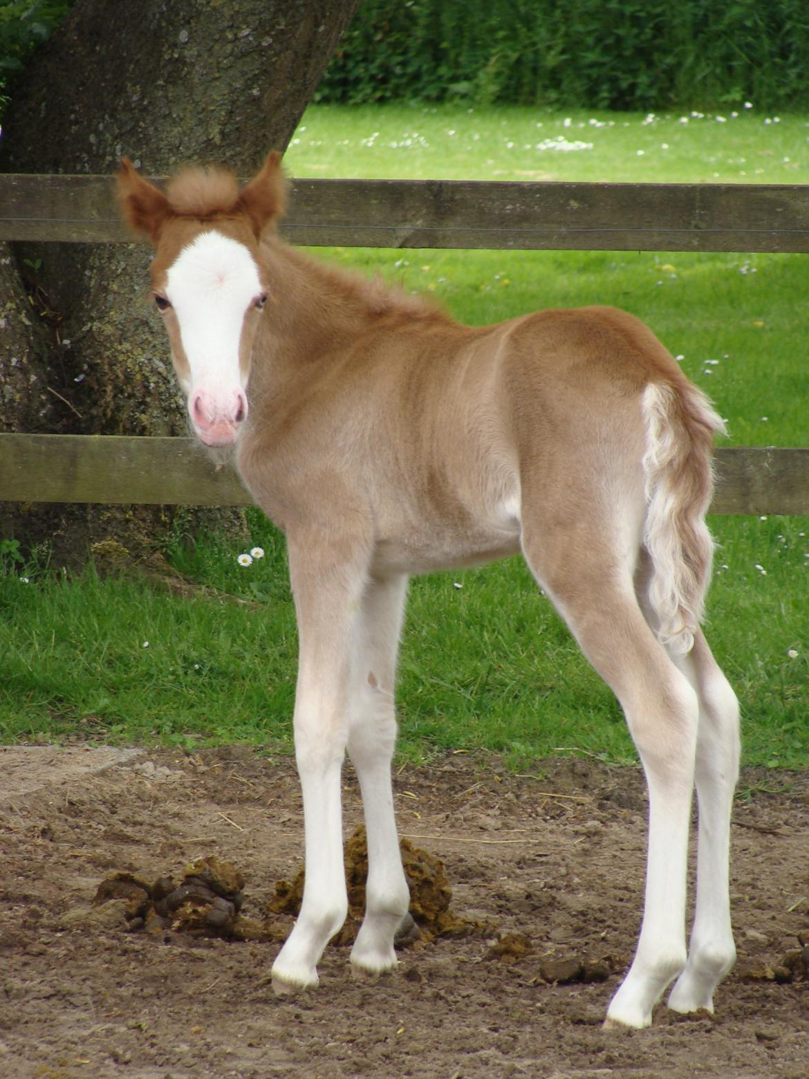 Islænder Gletta fra Østervang billede 1
