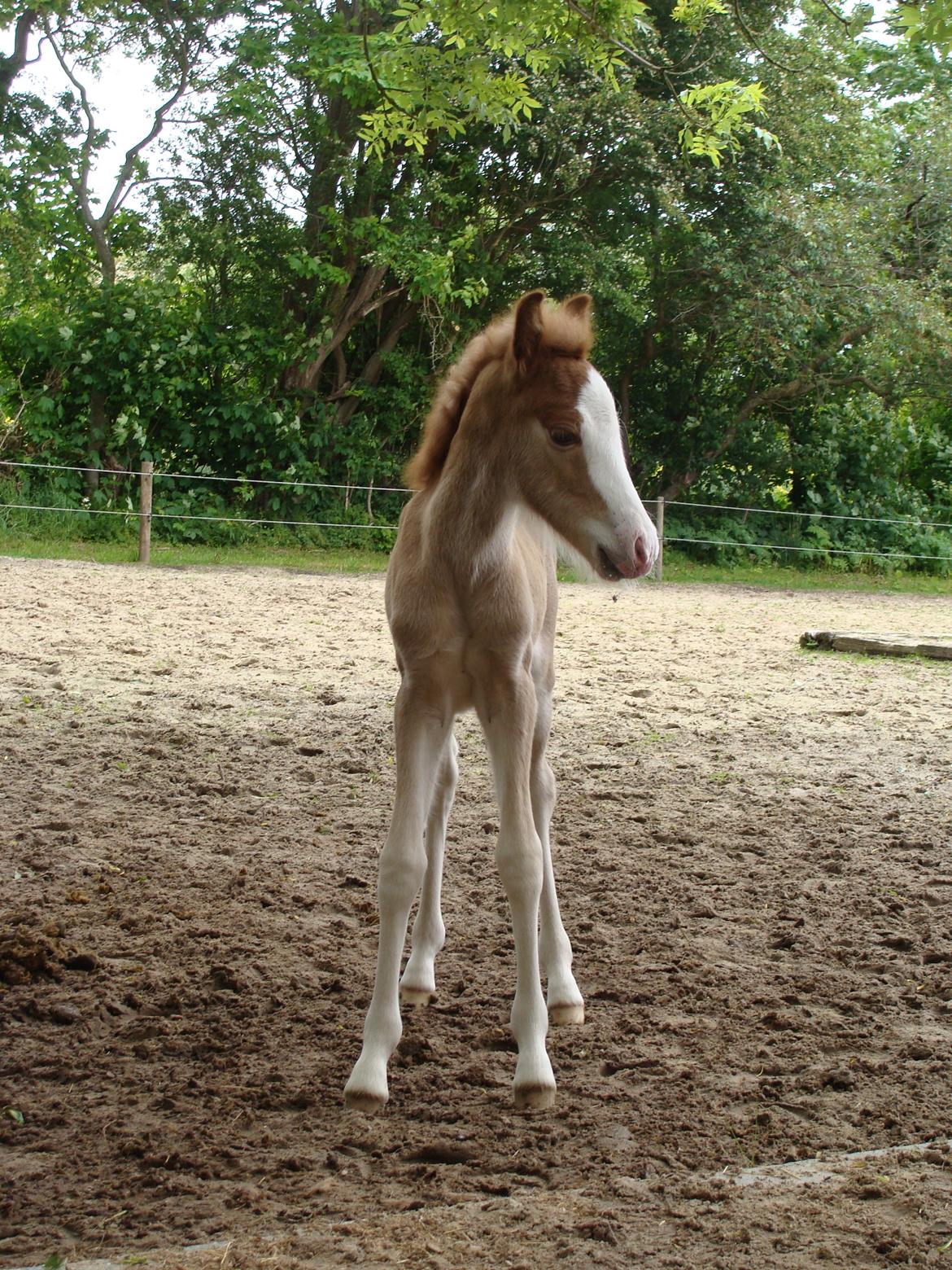 Islænder Gletta fra Østervang billede 2