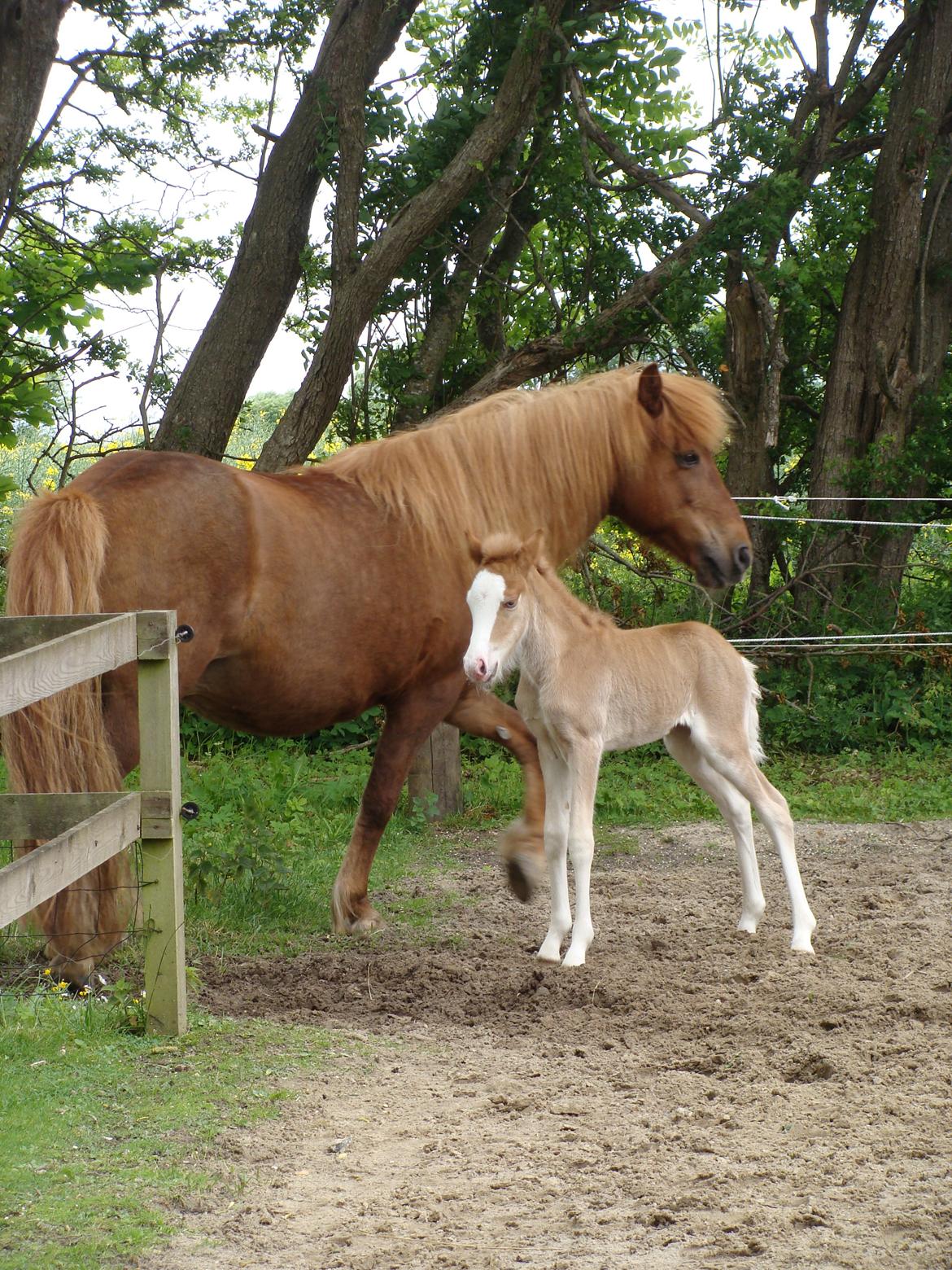 Islænder Gletta fra Østervang billede 3