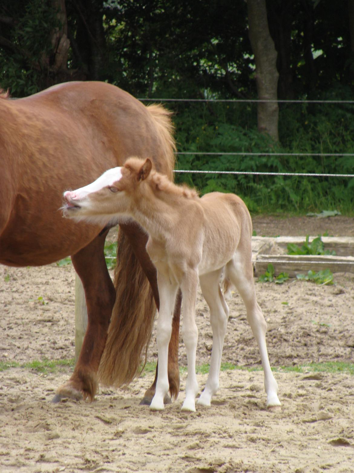 Islænder Gletta fra Østervang billede 4
