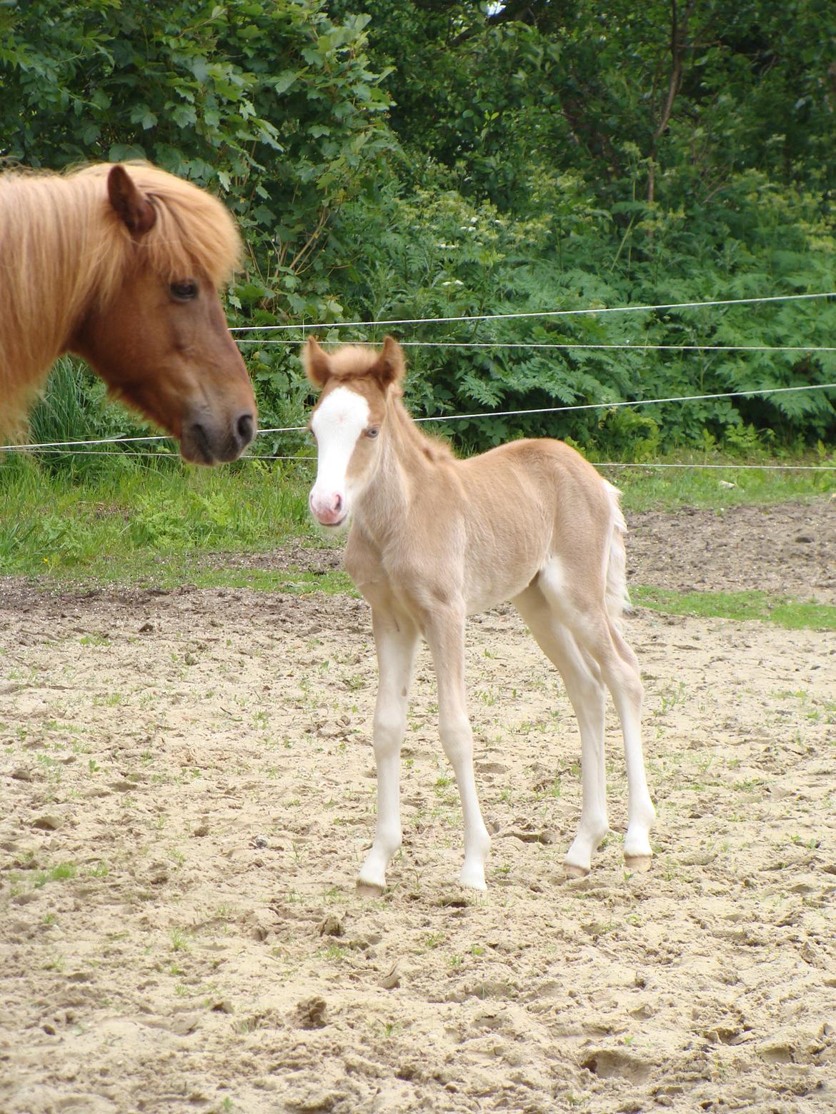 Islænder Gletta fra Østervang billede 5