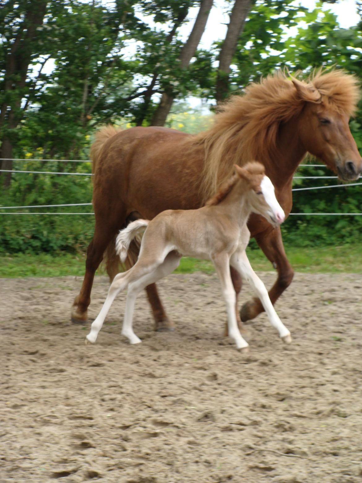 Islænder Gletta fra Østervang billede 6
