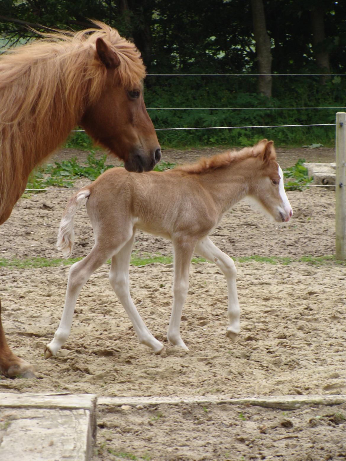 Islænder Gletta fra Østervang billede 7