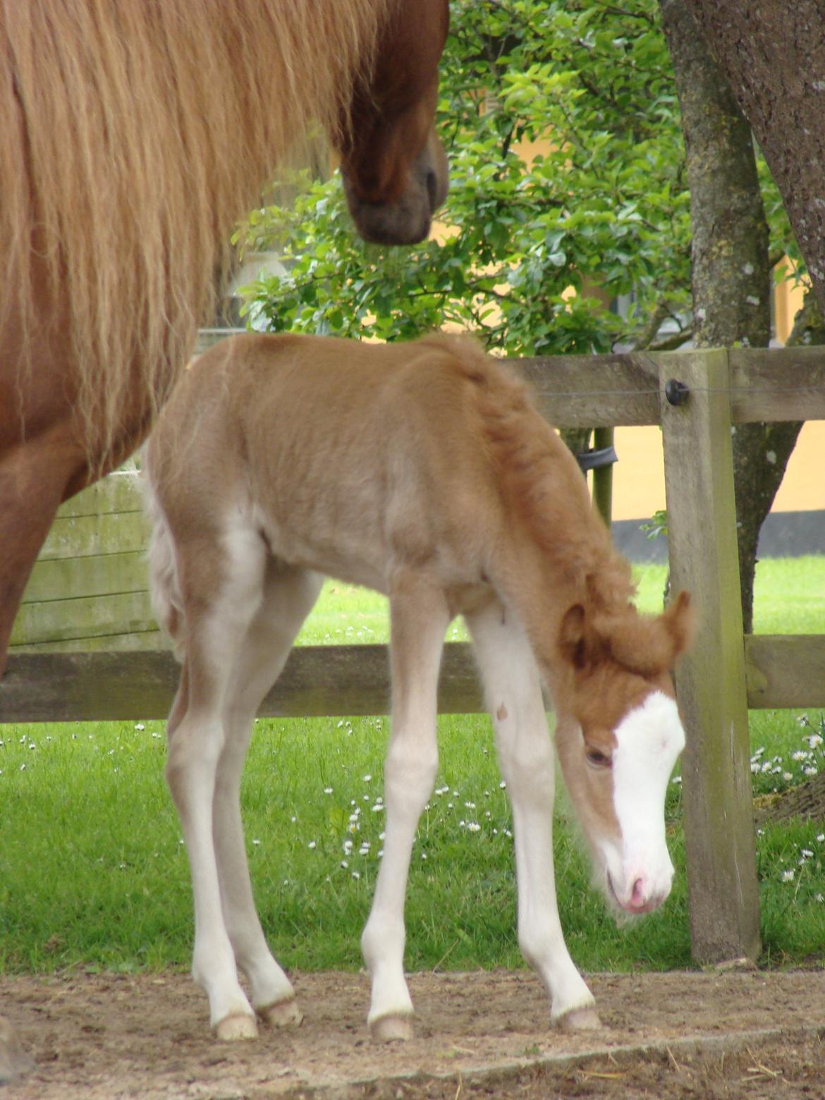 Islænder Gletta fra Østervang billede 8