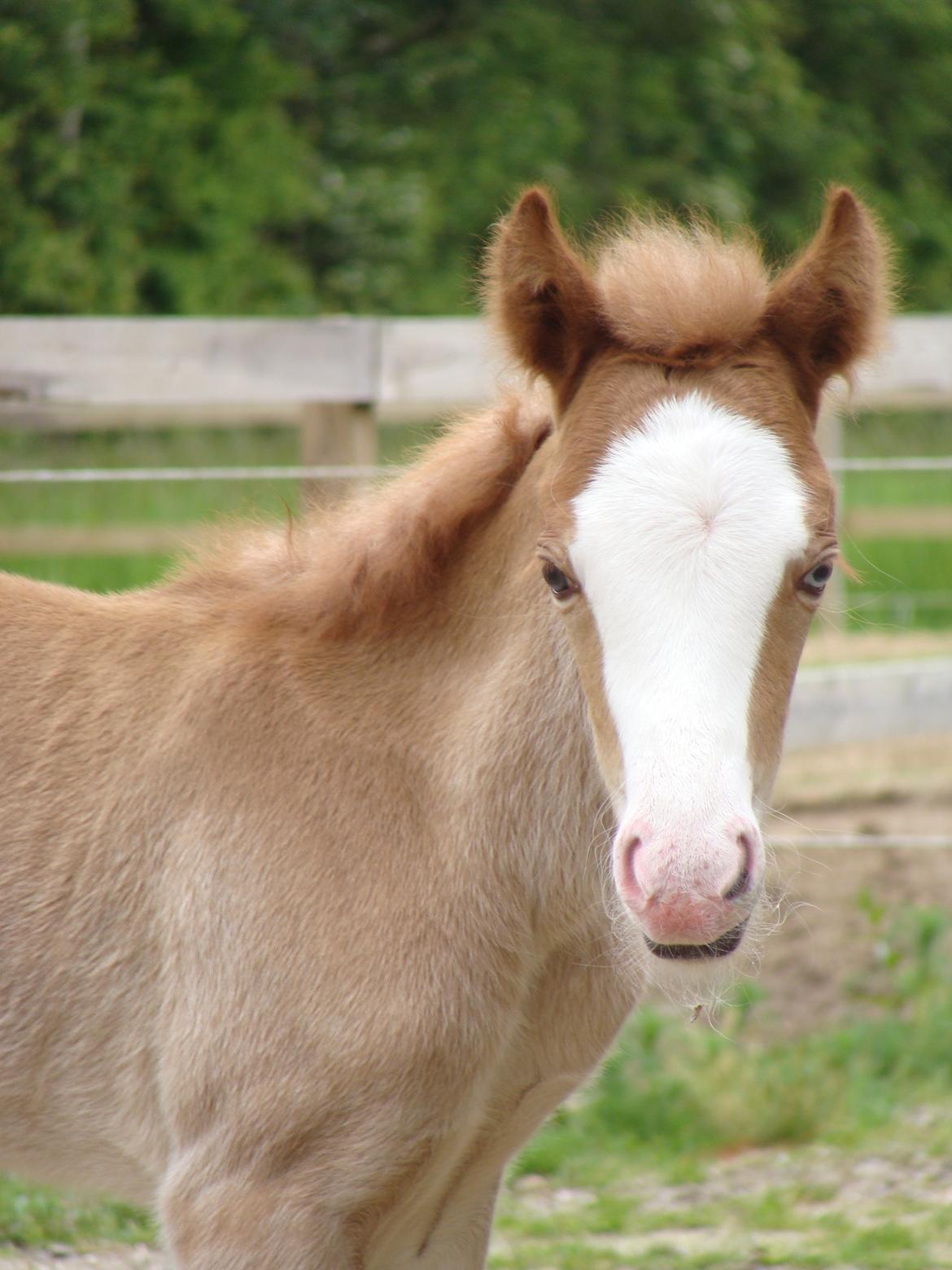 Islænder Gletta fra Østervang billede 9