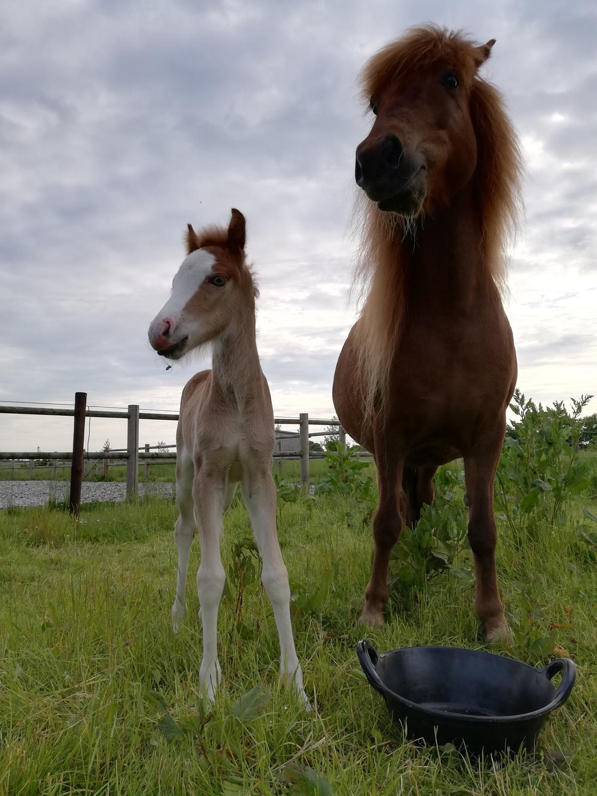 Islænder Gletta fra Østervang billede 10