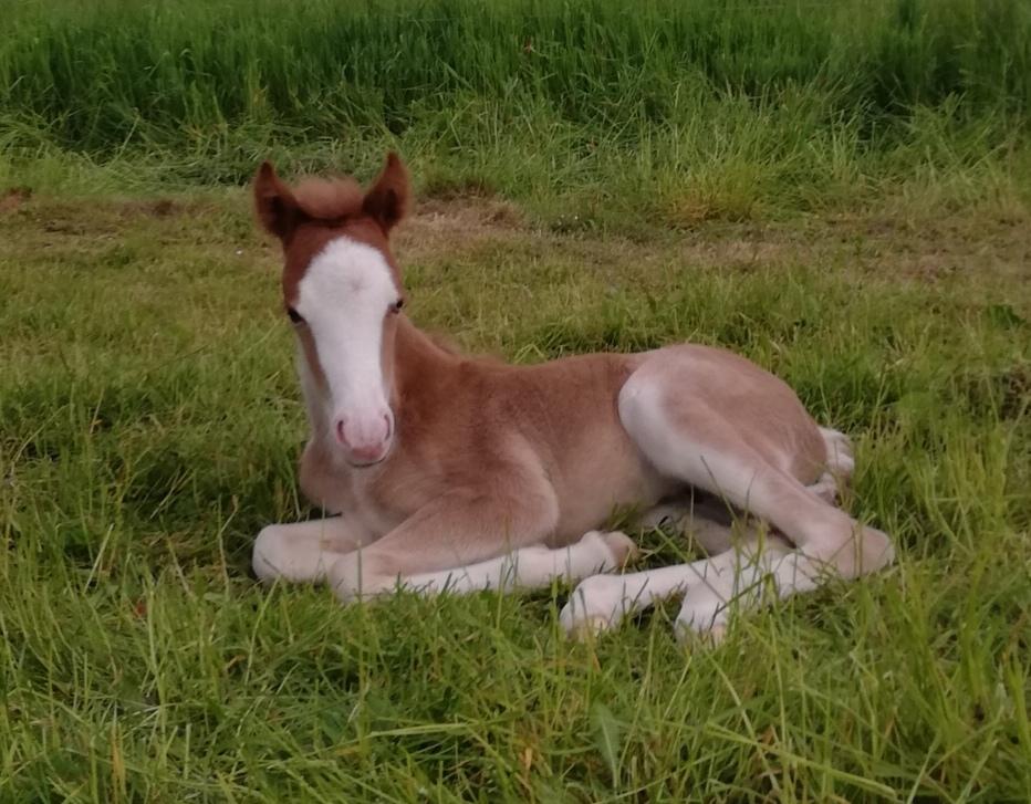 Islænder Gletta fra Østervang billede 11