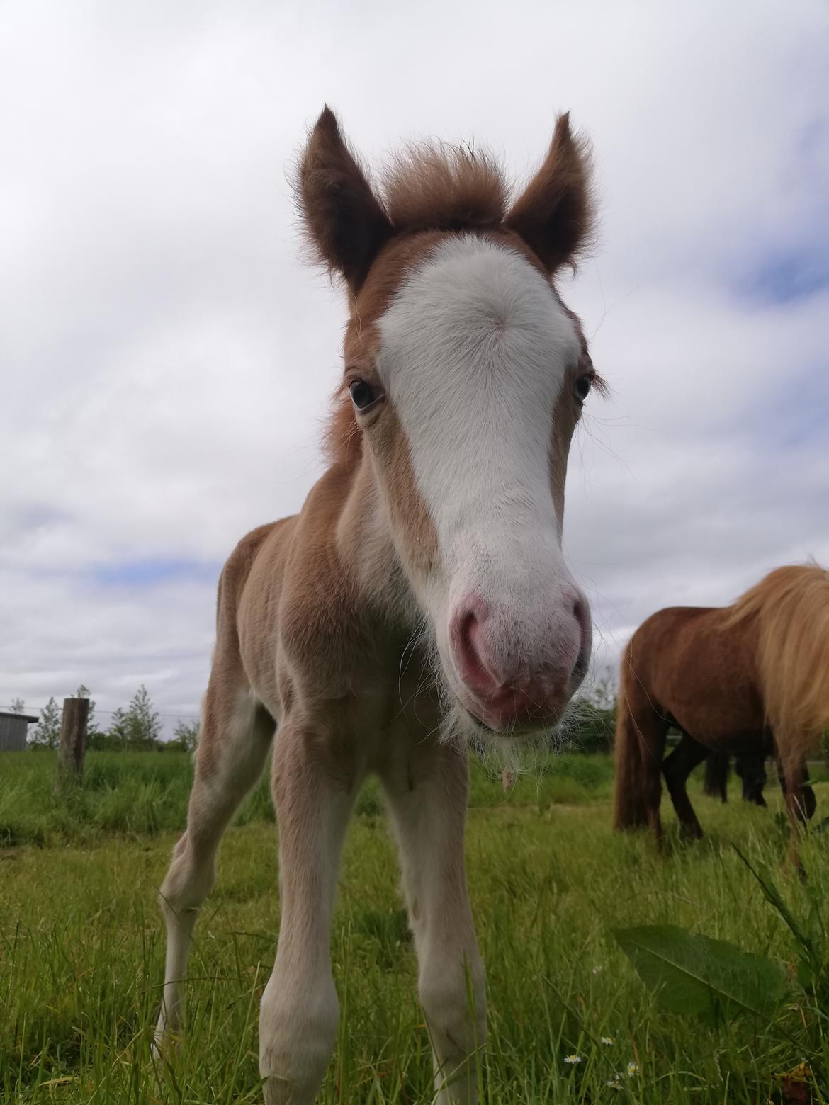 Islænder Gletta fra Østervang billede 12