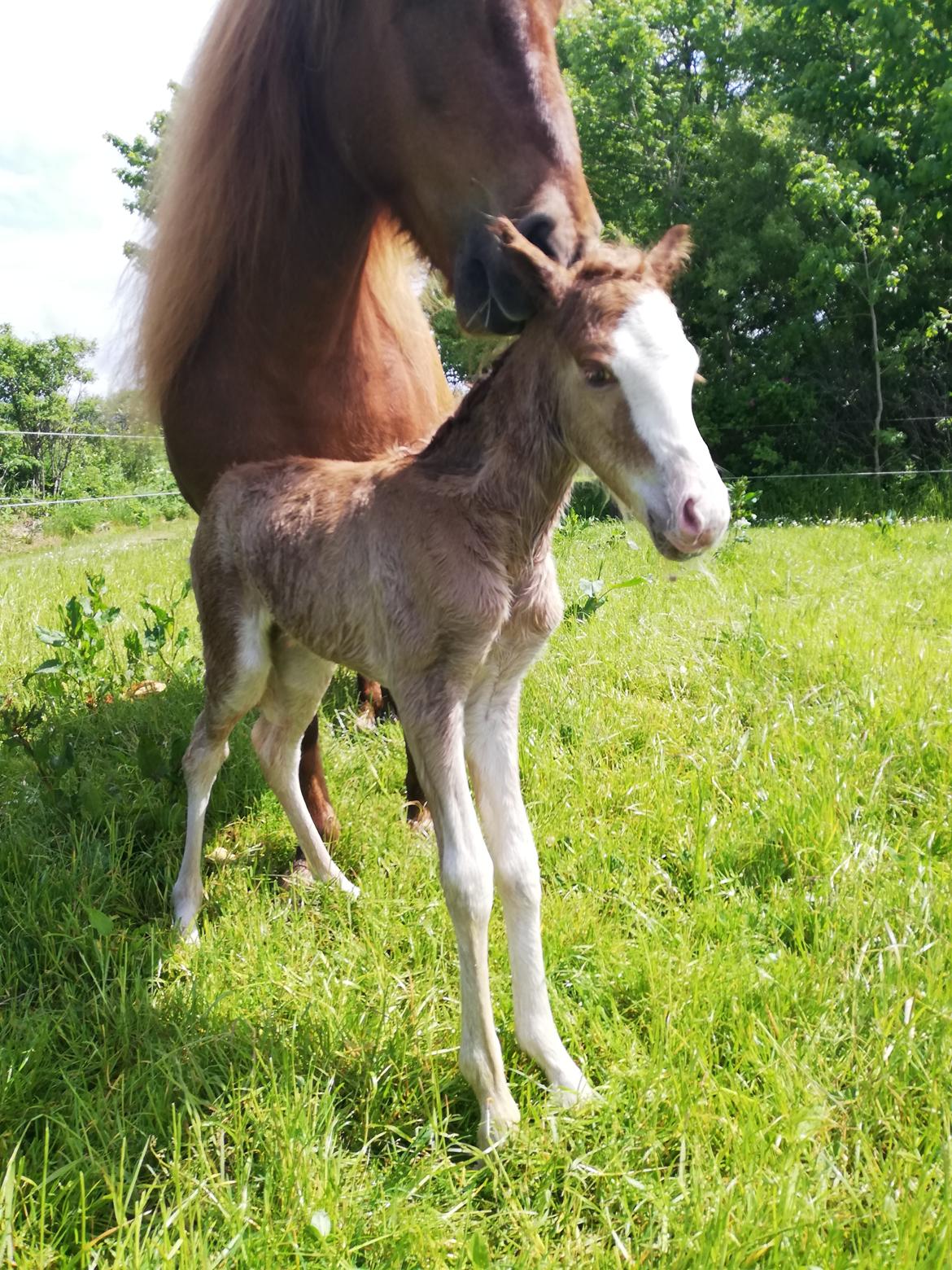 Islænder Gletta fra Østervang billede 13