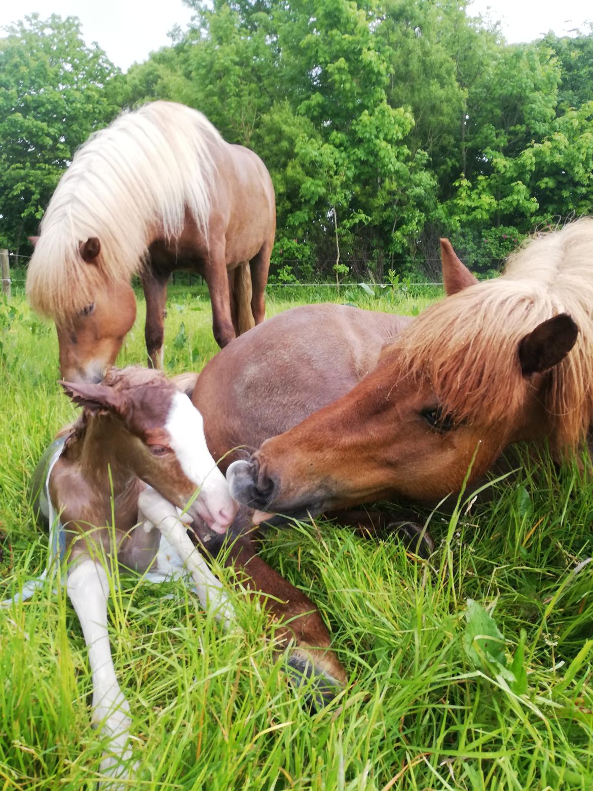 Islænder Gletta fra Østervang billede 14