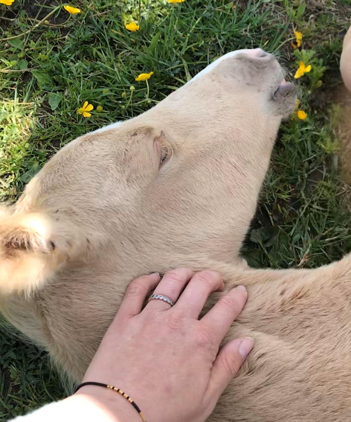 Palomino Silverline W'aiza billede 2