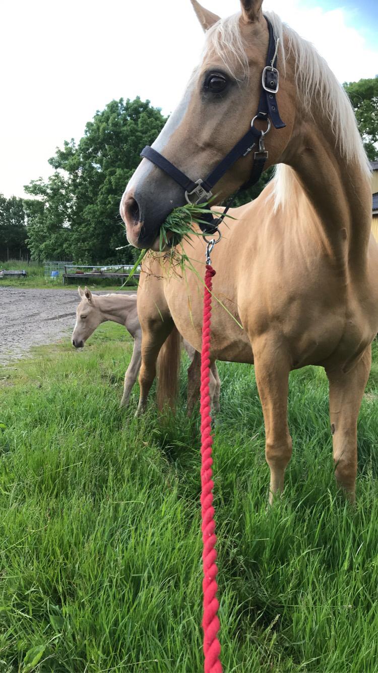 Palomino Silverline W'aiza billede 3