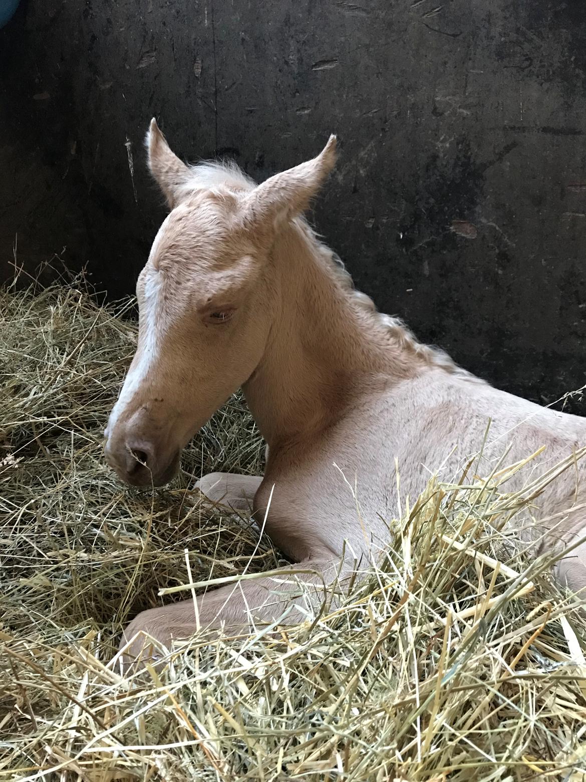 Palomino Silverline W'aiza billede 4