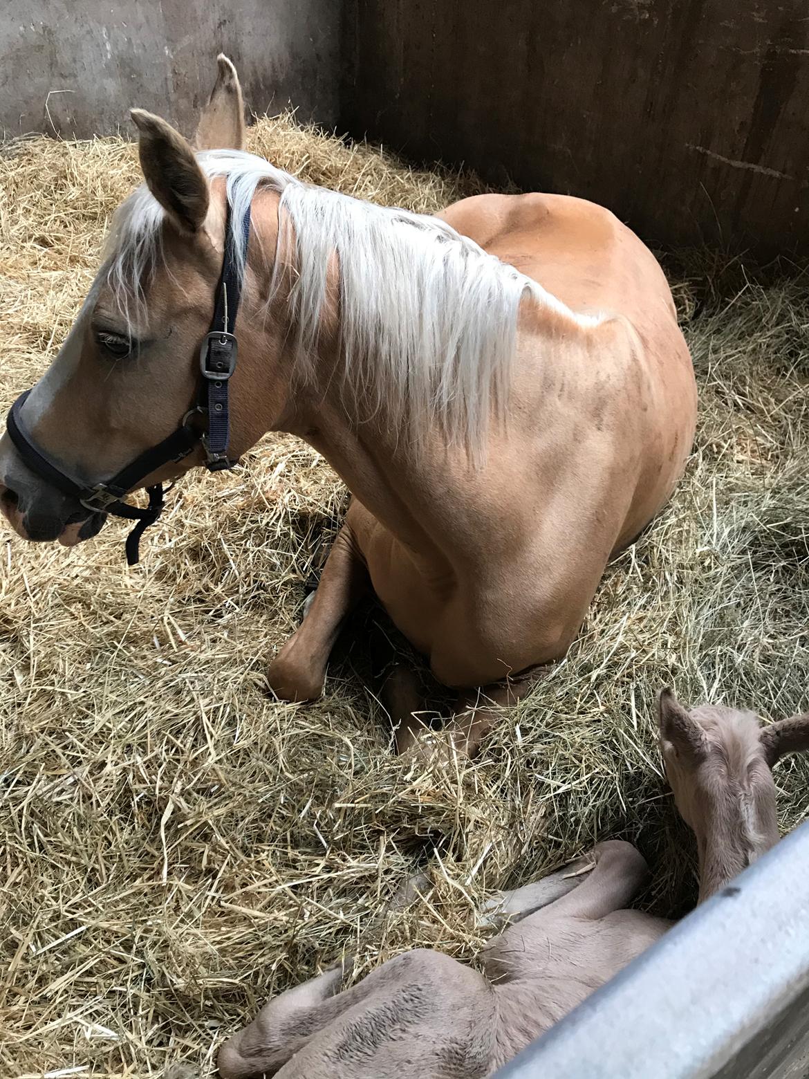 Palomino Silverline W'aiza billede 5