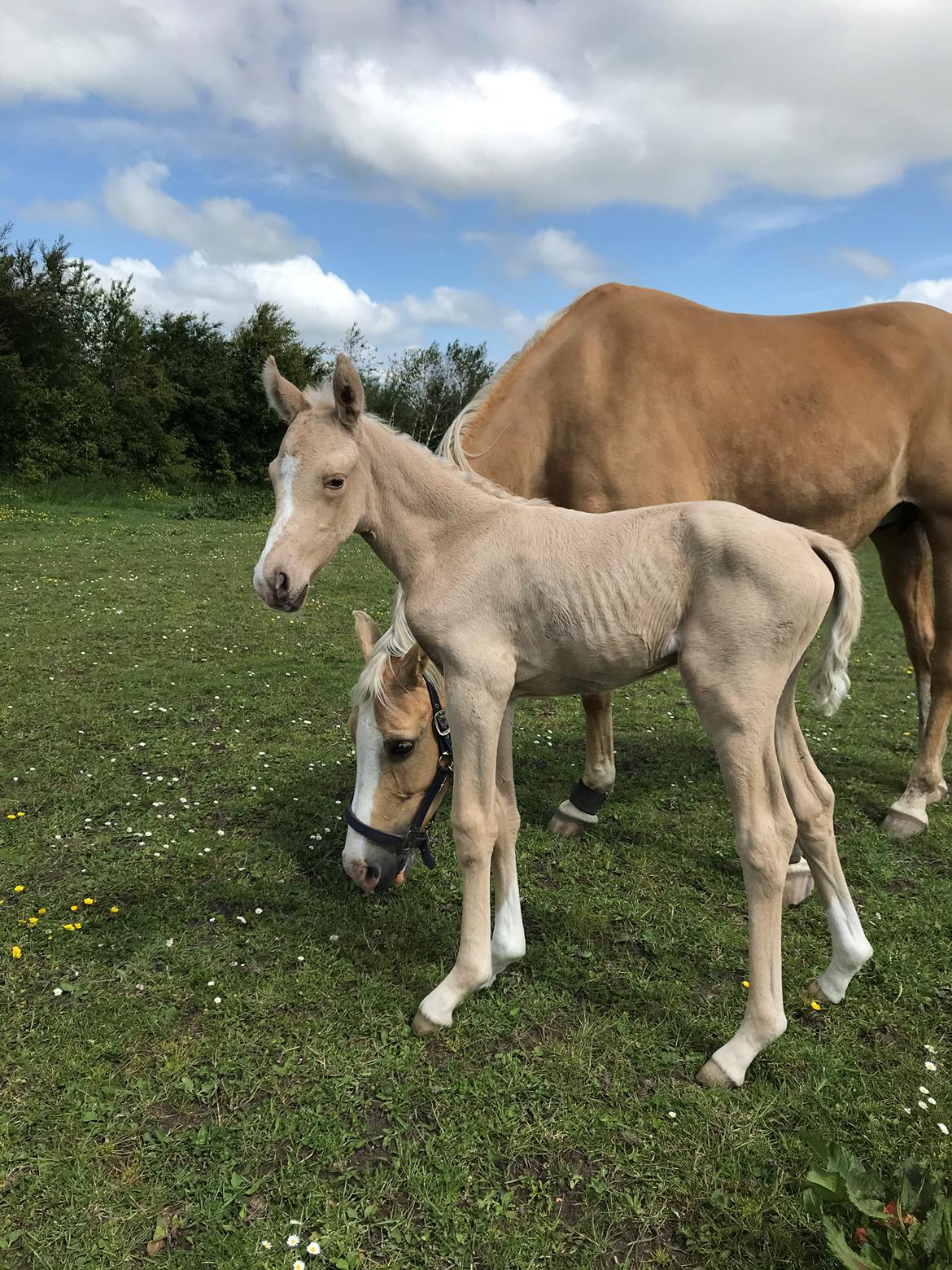 Palomino Silverline W'aiza billede 1