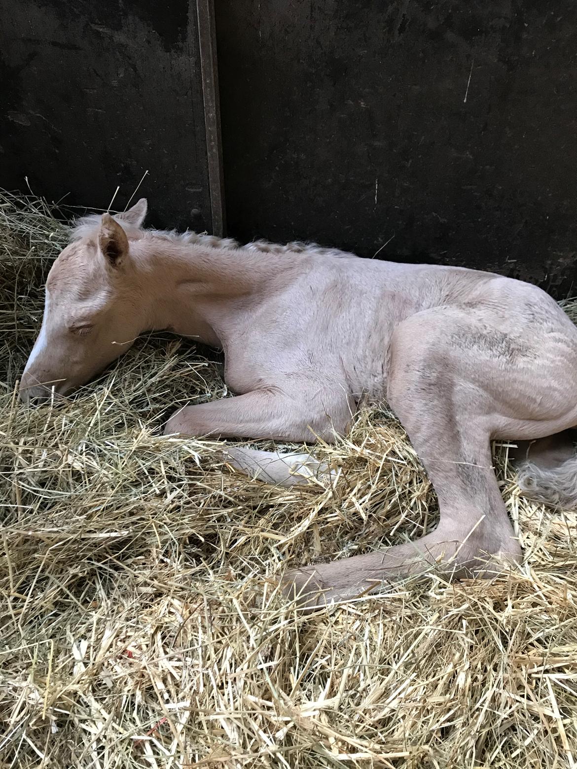 Palomino Silverline W'aiza billede 6