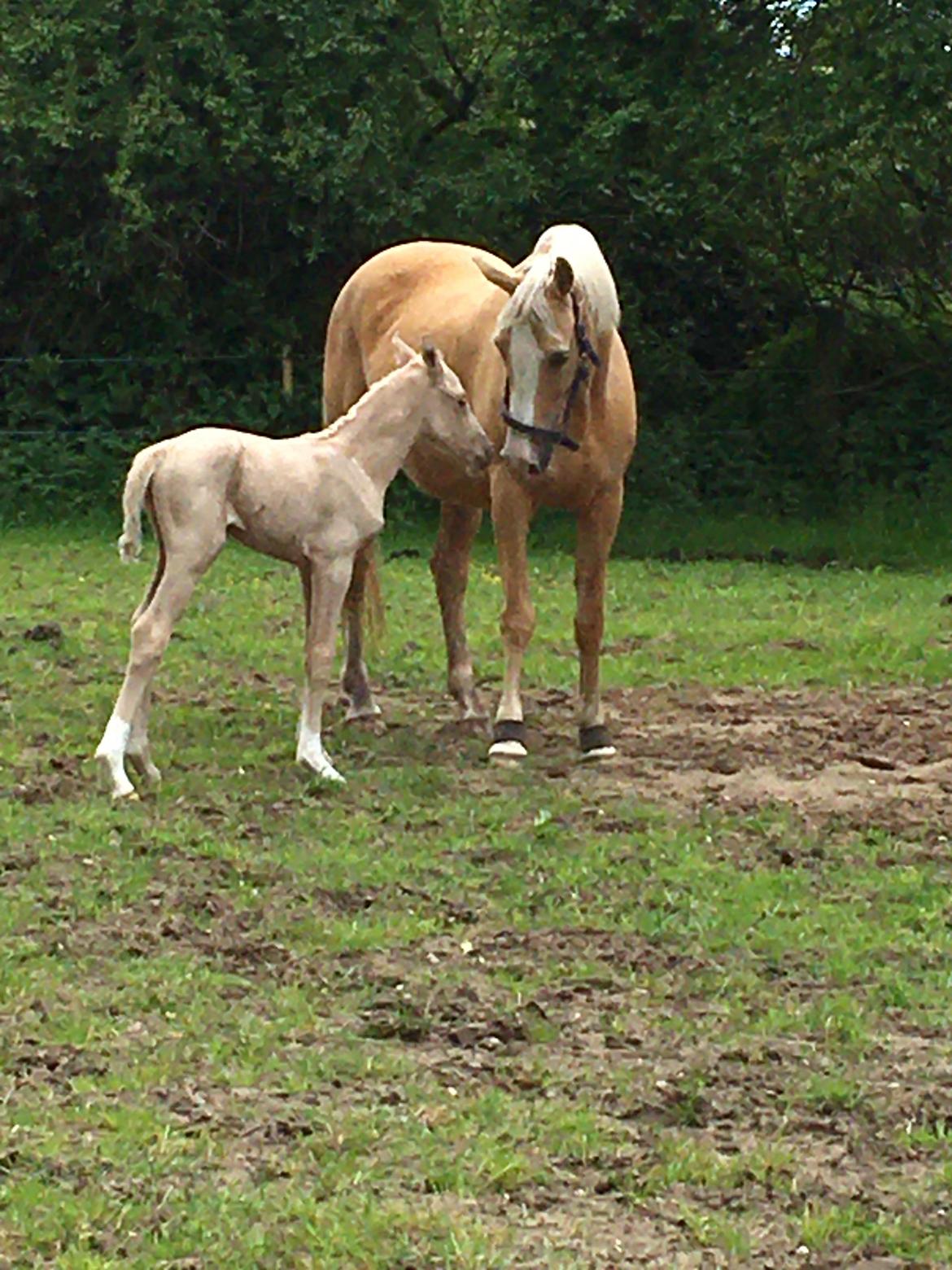 Palomino Silverline W'aiza billede 7