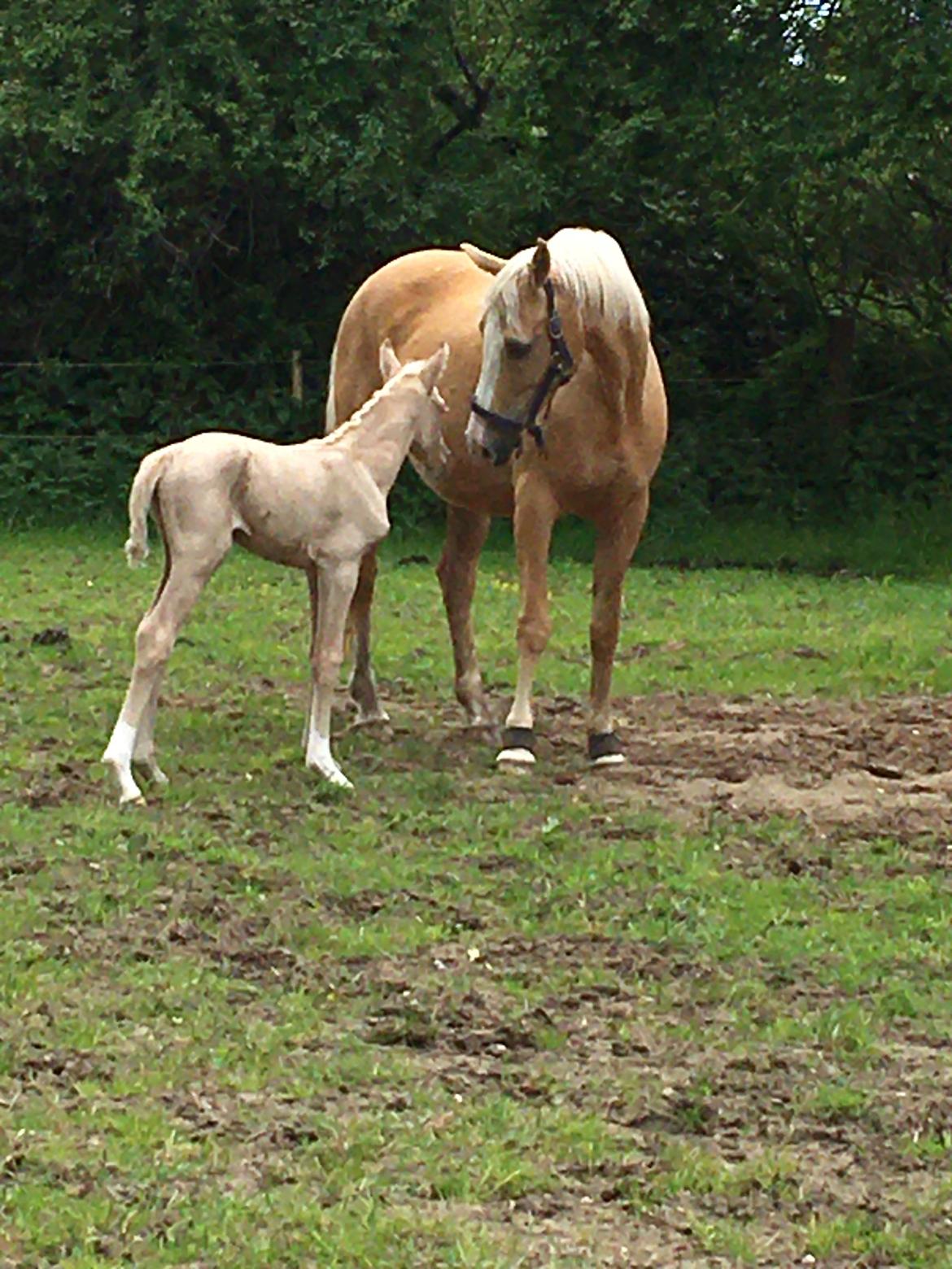 Palomino Silverline W'aiza billede 8