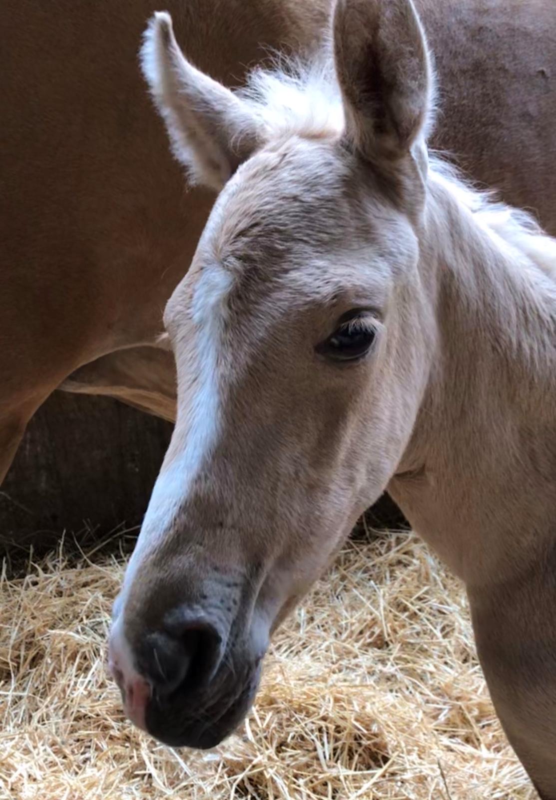 Palomino Silverline W'aiza billede 10
