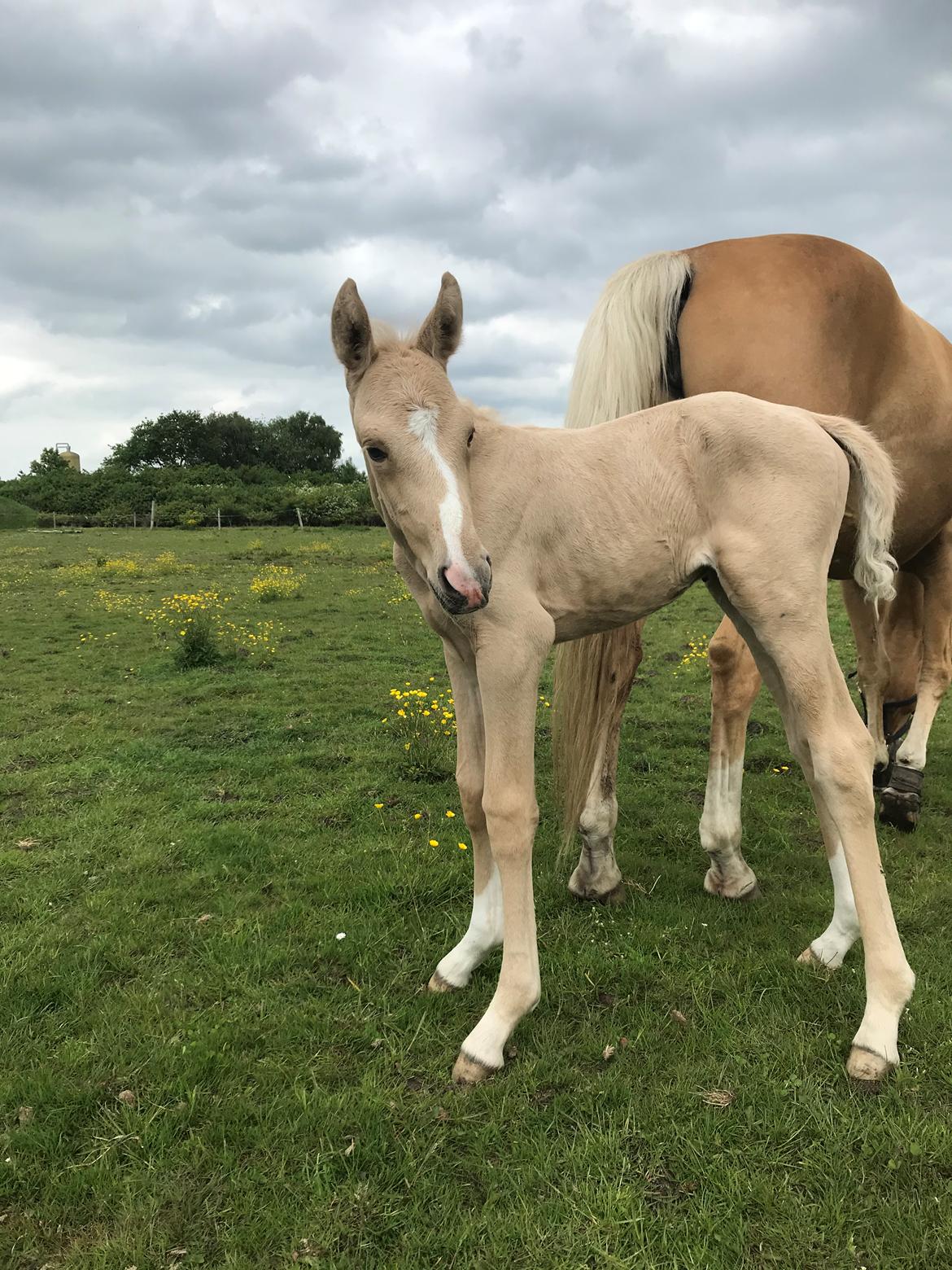 Palomino Silverline W'aiza billede 9