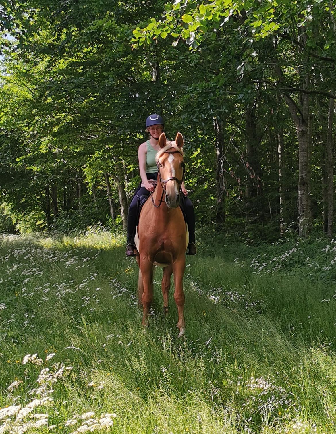 Palomino Kvistgaards Mysteria Lain ¤ My billede 1