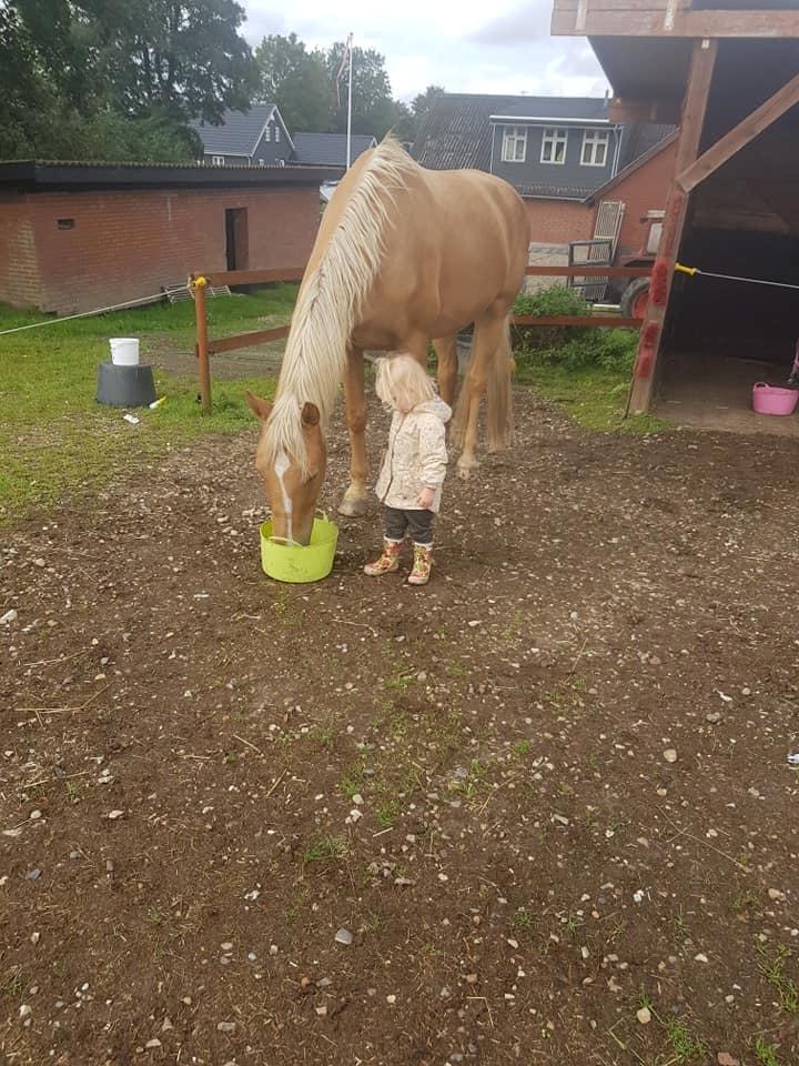 Palomino Kvistgaards Mysteria Lain ¤ My billede 8