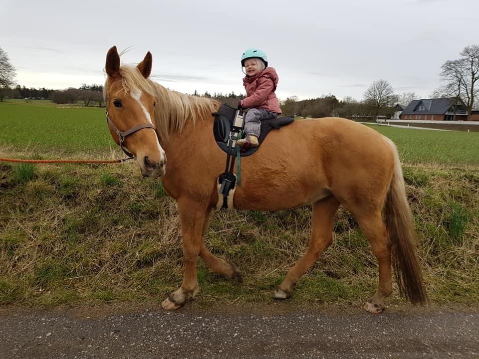 Palomino Kvistgaards Mysteria Lain ¤ My billede 9