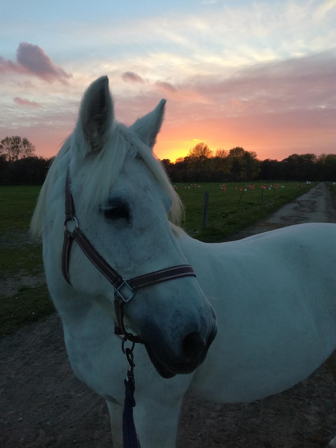 Connemara Rubin billede 1