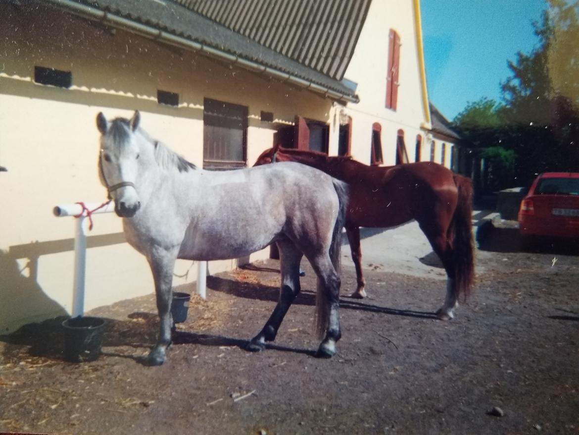 Connemara Rubin billede 3