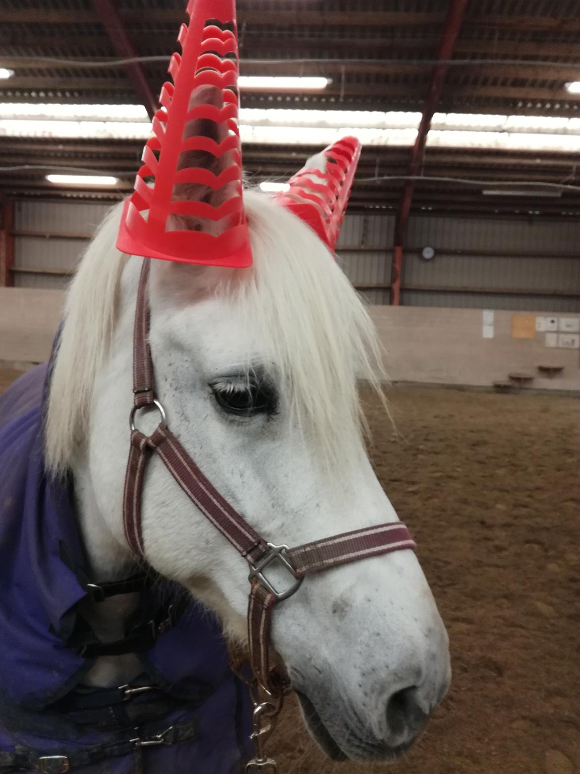 Connemara Rubin billede 4