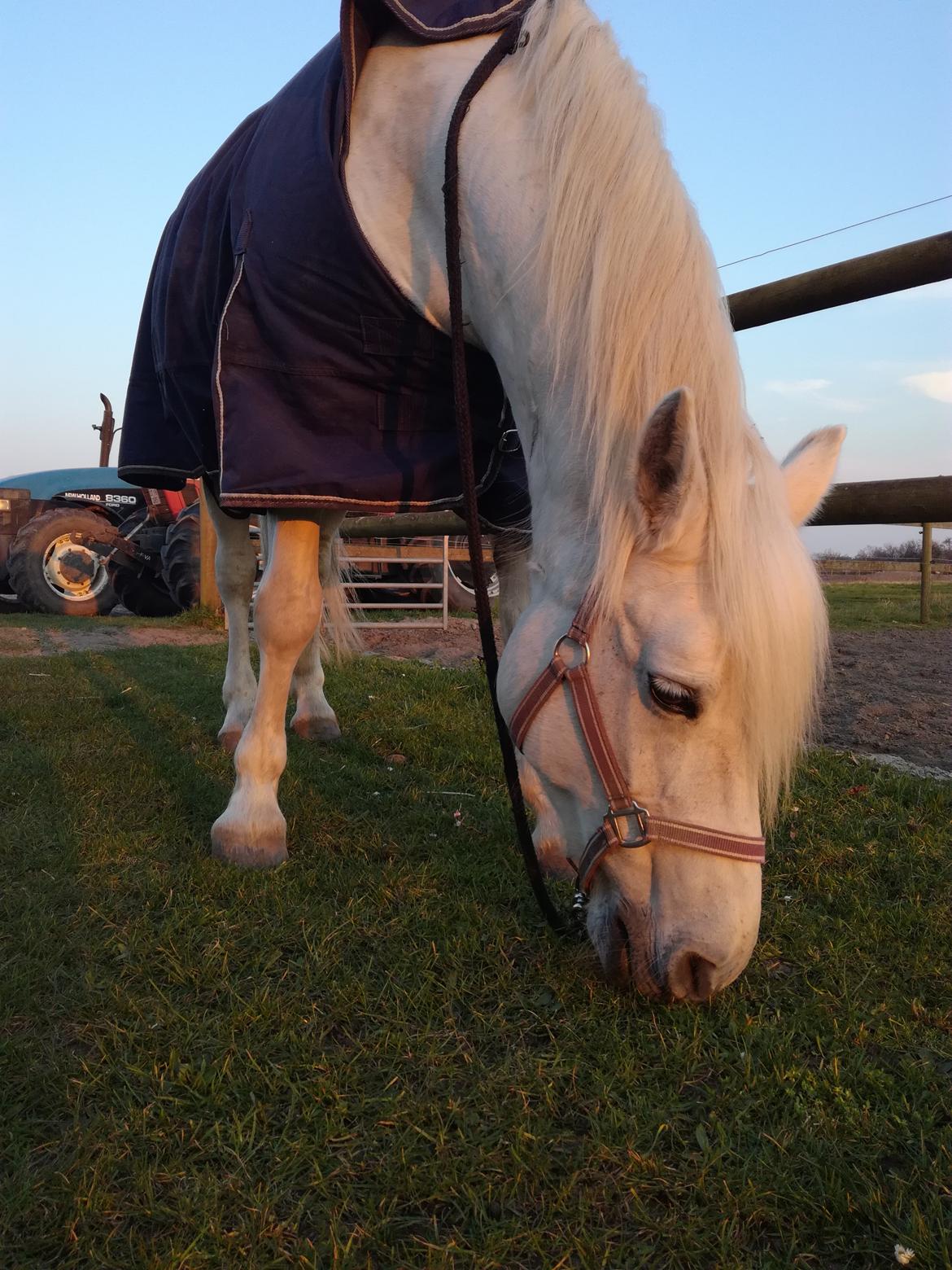 Connemara Rubin billede 5