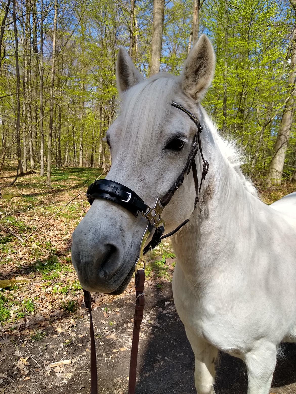 Connemara Rubin billede 6