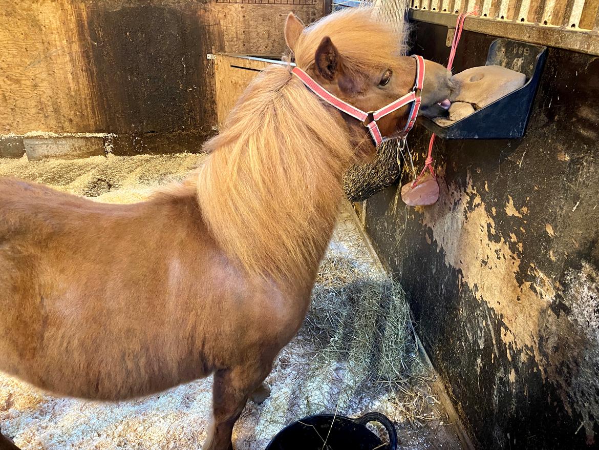 Shetlænder | Tusindfryds Allie billede 8