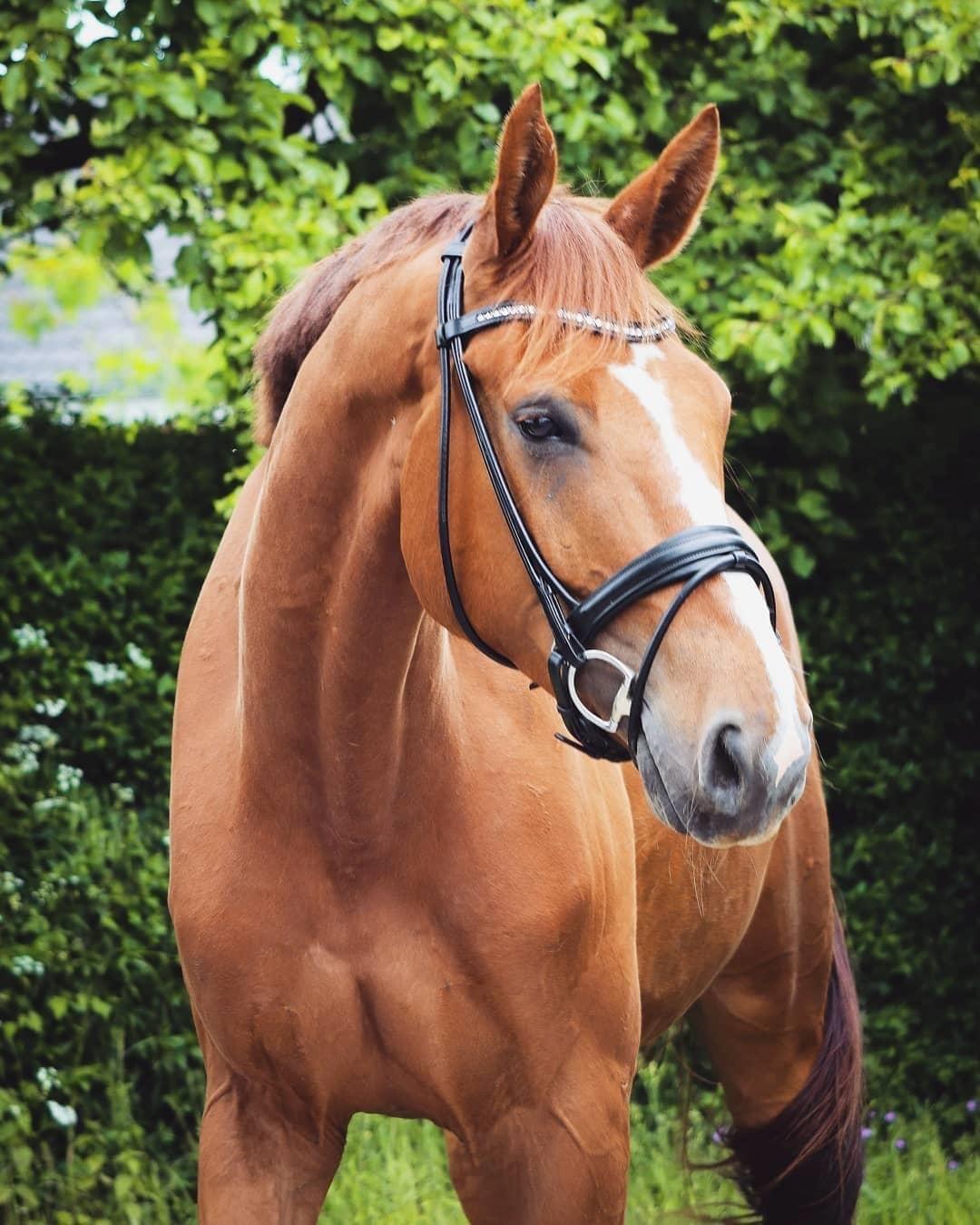 Dansk Varmblod Oksegaardens Lancelot (Upsen) billede 2
