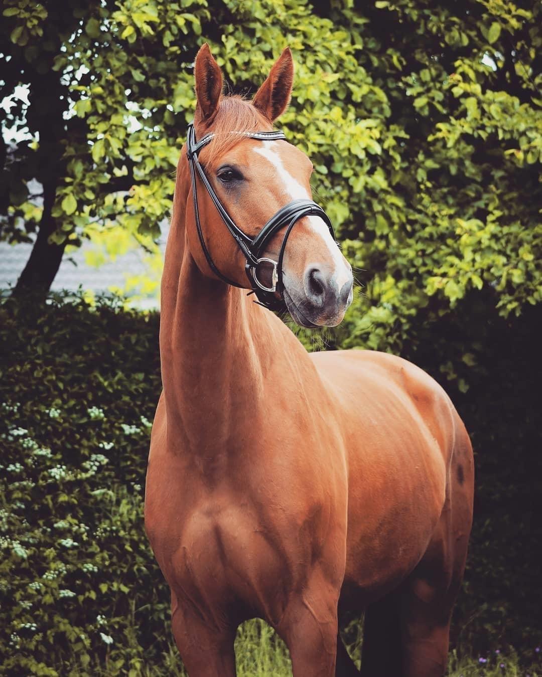 Dansk Varmblod Oksegaardens Lancelot (Upsen) billede 4