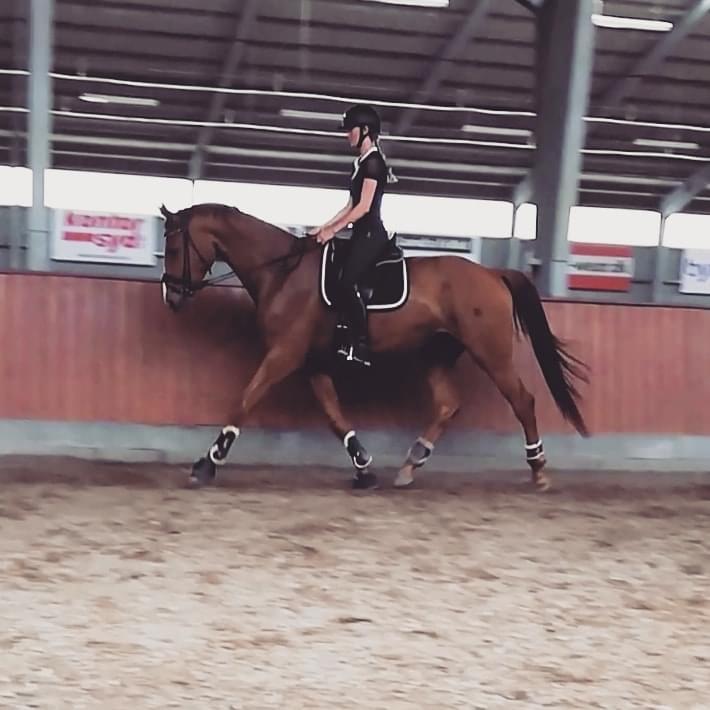 Dansk Varmblod Oksegaardens Lancelot (Upsen) billede 6