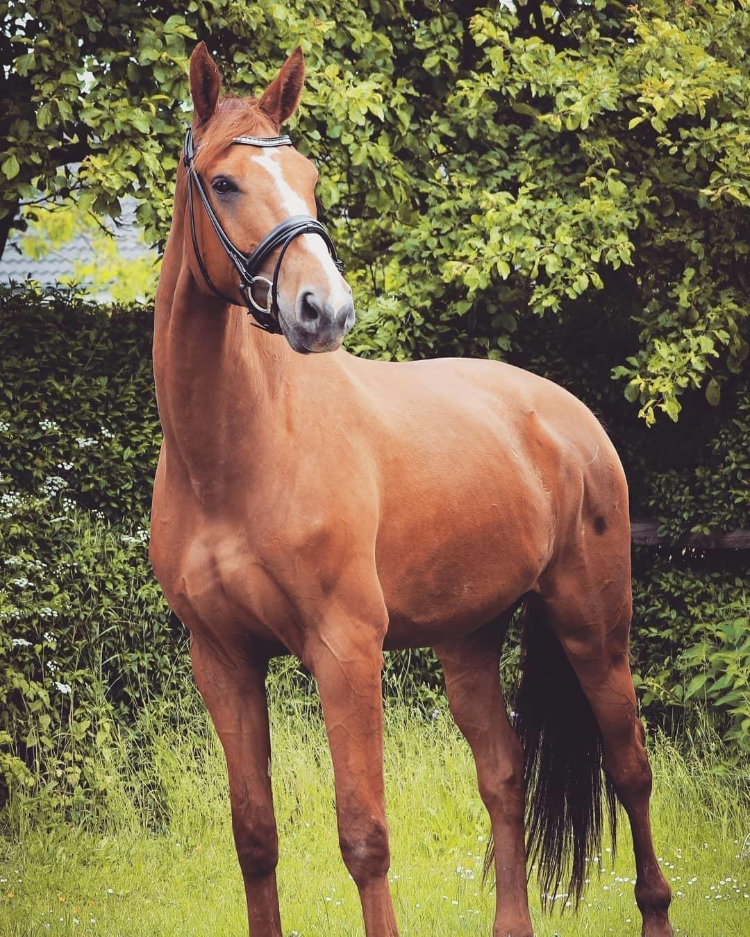 Dansk Varmblod Oksegaardens Lancelot (Upsen) billede 5