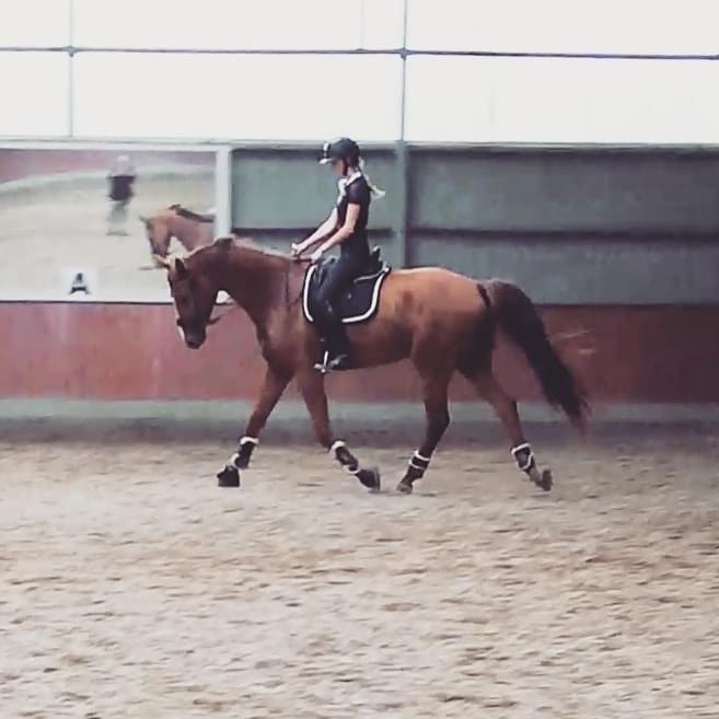 Dansk Varmblod Oksegaardens Lancelot (Upsen) billede 11