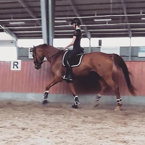 Dansk Varmblod Oksegaardens Lancelot (Upsen) billede 7